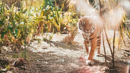 Majestic Tiger in Natural Habitat wallpaper
