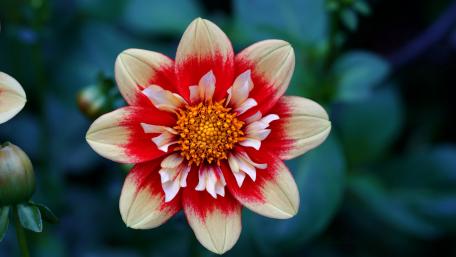 Vibrant Red and Cream Flower Delight wallpaper