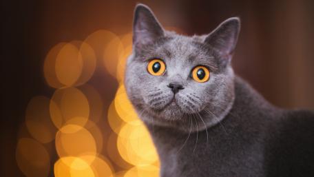 Charming Grey Cat Wallpaper for Cat Lovers wallpaper