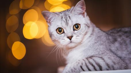 Charming Silver Tabby Cat Wallpaper wallpaper