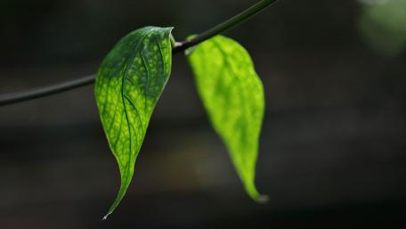 Vibrant Green Leaves Captured in Macro Photography wallpaper