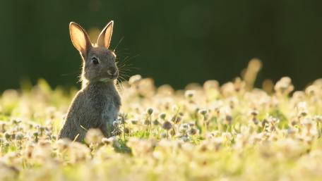 Charming Rabbit in a Flower Meadow wallpaper