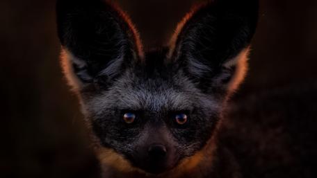 Mysterious Fox with Enigmatic Eyes in Darkness wallpaper