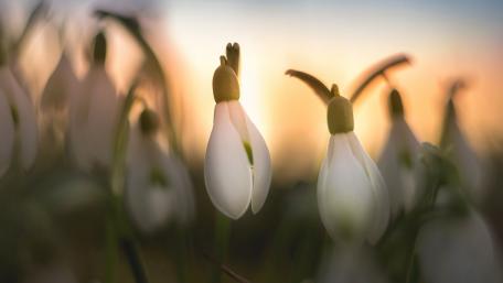 Delicate Snowdrops in Spring Glow wallpaper