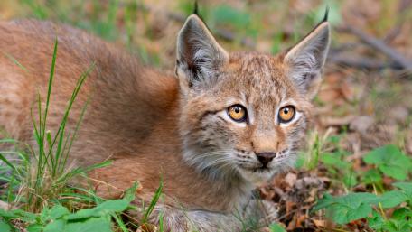 Cute Lynx in Natural Habitat Wallpaper wallpaper