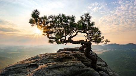 Majestic Solitude in Nature’s Embrace wallpaper