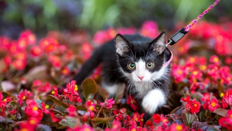 Playful Kitten Among Vibrant Petals wallpaper