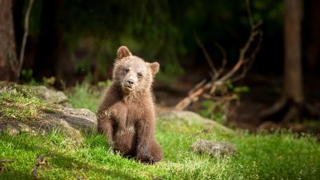 Adorable Bear Cub in Natural Habitat wallpaper