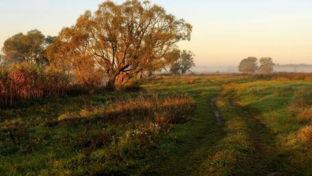 Tranquil Morning in Nature's Embrace wallpaper
