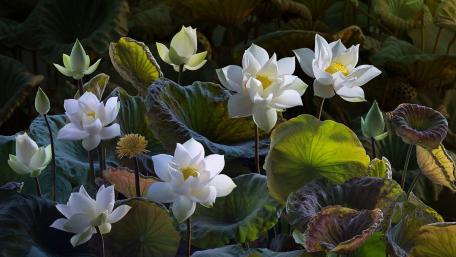 Serene Lotus Blossom Garden wallpaper