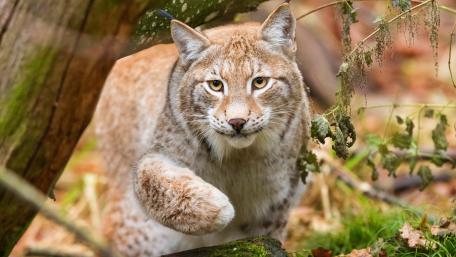 Majestic Lynx in the Wilderness wallpaper