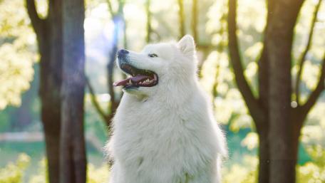 Majestic Samoyed in Nature’s Embrace wallpaper