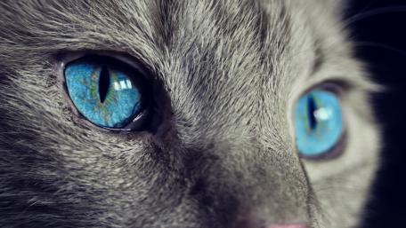 Mesmerizing Blue Eyes of a Cat wallpaper