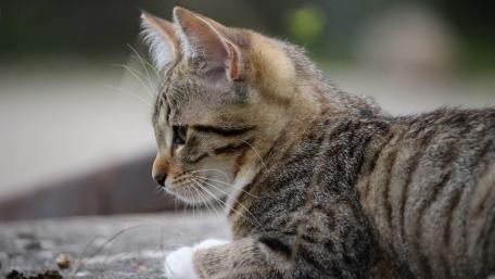 Charming Tabby Cat in Profile wallpaper