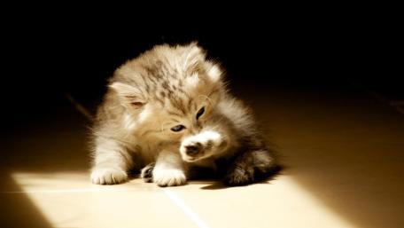 Adorable Kitten in Soft Light wallpaper