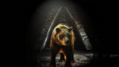 Majestic Bear in the Shadows wallpaper
