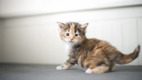 Adorable Calico Kitten Wanders Playfully wallpaper