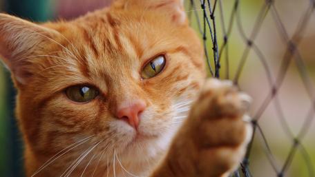 Gorgeous Ginger Cat in Close-Up View wallpaper