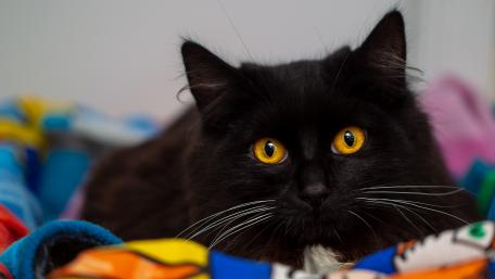 Mesmerizing Black Cat with Striking Eyes wallpaper