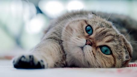 Charming Cat with Mesmerizing Blue Eyes wallpaper