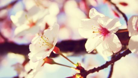 Delicate Cherry Blossom in Spring Sunshine wallpaper