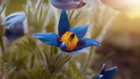 Vibrant Blue Flower in Nature's Embrace wallpaper