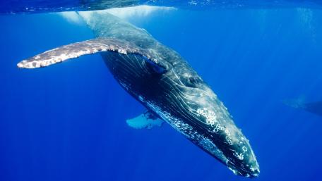 Majestic Whale Gliding Through Blue Waters wallpaper