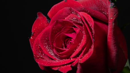 Red Rose Petals with Dew Drops Shine Brightly wallpaper