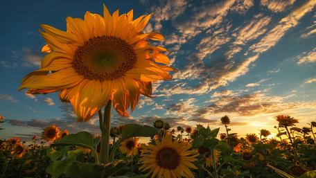 Sunflowers Embrace the Setting Sun wallpaper