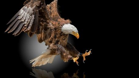 Majestic Bald Eagle in Flight wallpaper