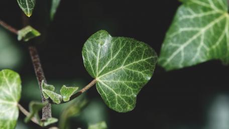 Lush Green Amber Plant Wallpaper wallpaper