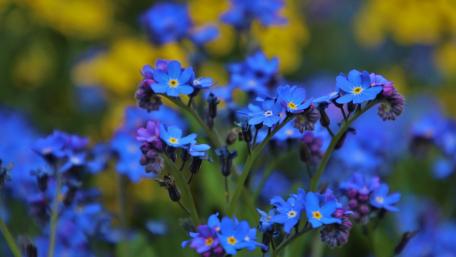 Vibrant Blue Forget-Me-Nots Amidst a Colorful Meadow wallpaper