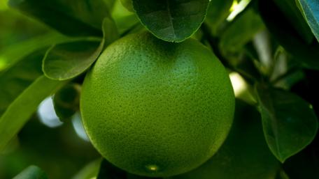 Fresh Green Citrus Fruit on Tree Branches wallpaper