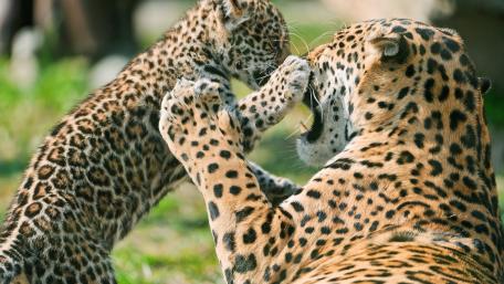 Playful Encounter Between Mother and Cub wallpaper