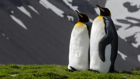 Majestic King Penguins Embrace Nature's Beauty wallpaper