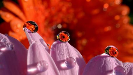 Radiant Waterdrops on Delicate Petals wallpaper