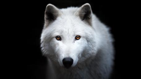 Majestic White Wolf Gaze wallpaper