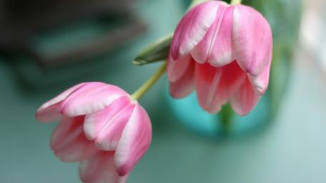 Delicate Pink Tulips in Bloom wallpaper