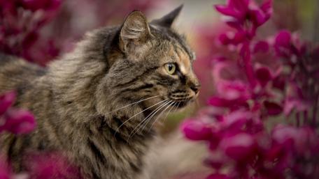 Elegant Cat Surrounded by Colorful Blooms wallpaper