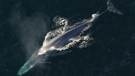 Majestic Blue Whale Swimming in the Ocean wallpaper