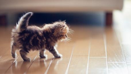 Adorable Kitten Exploring Its New Home wallpaper