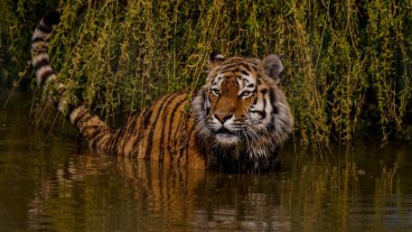 Majestic Tiger in Tranquil Waters wallpaper