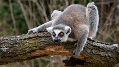 Lemur on a Branch in Natural Habitat wallpaper