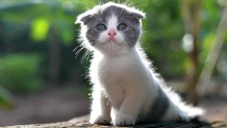 Cute Kitten Captured in Natural Light wallpaper