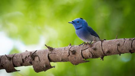 Charming Blue Bird on a Branch wallpaper