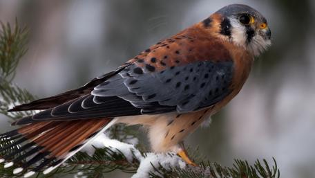 Majestic American Kestrel Perched in Snowy Branches wallpaper