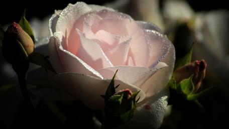 Delicate Pink Rose in Morning Dew wallpaper