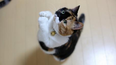 Playful Cat in Attention Mode wallpaper