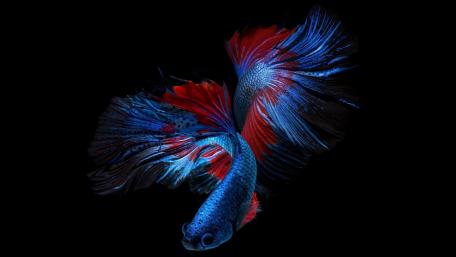 Ethereal Siamese Fighting Fish Swirl wallpaper