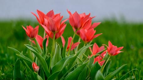 Vibrant Tulips in Blooming Glory wallpaper